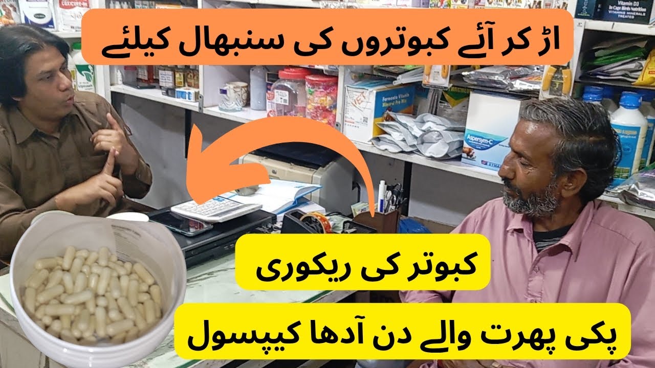 Recovery Capsule | اڑ کر آئے کبوتروں کی سنبھال کا طریقہ | 