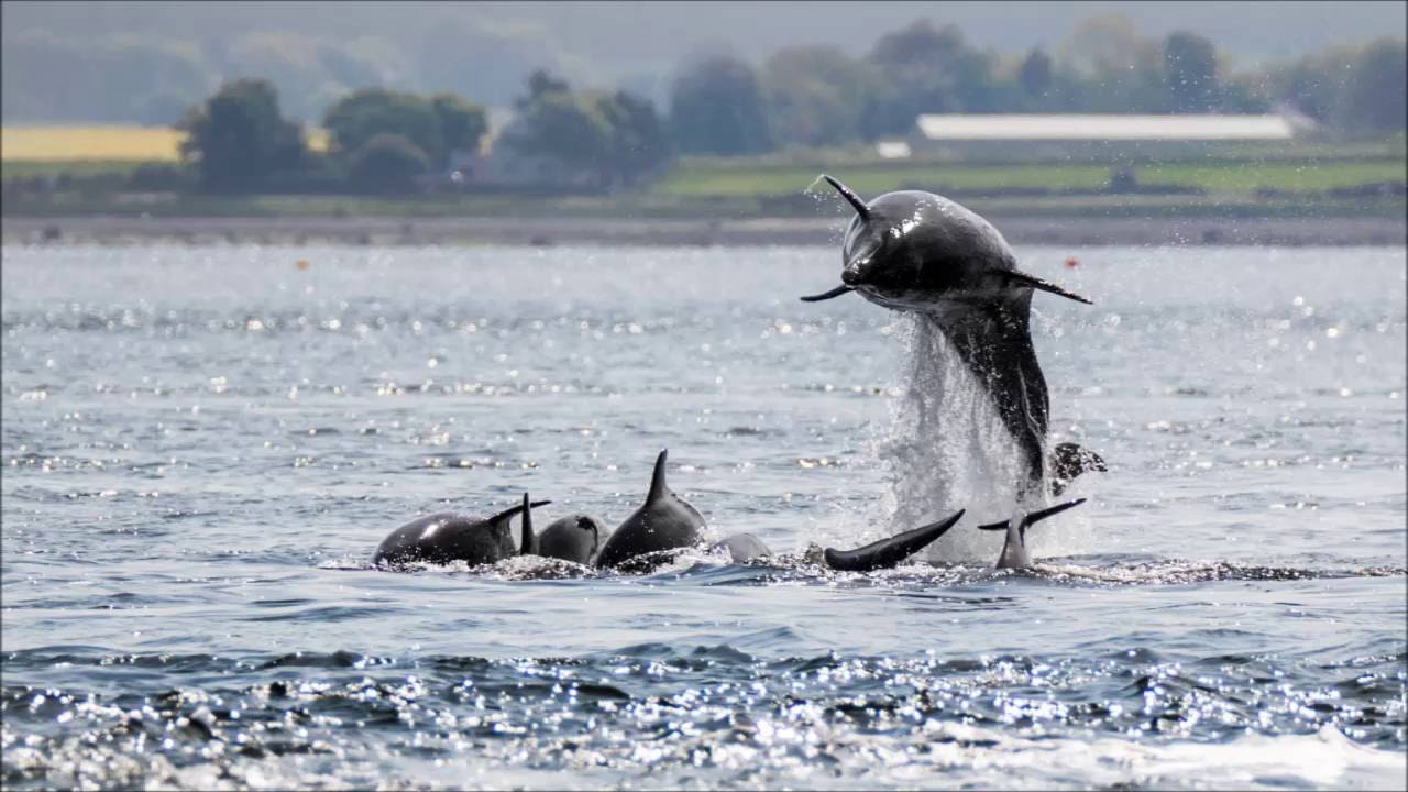 Adopt a dolphin update June 2016
