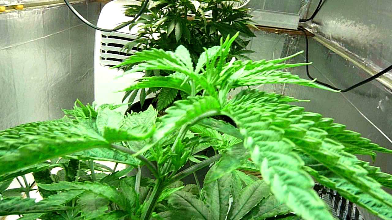 1000 Watt Grow Room: First Look Day 35