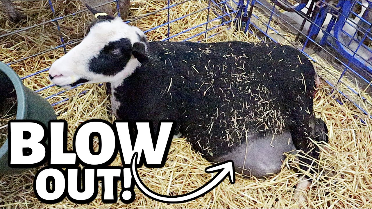 Our BLOWN OUT ewes finally lambed!!  ...and now we know what happened. | Vlog 685