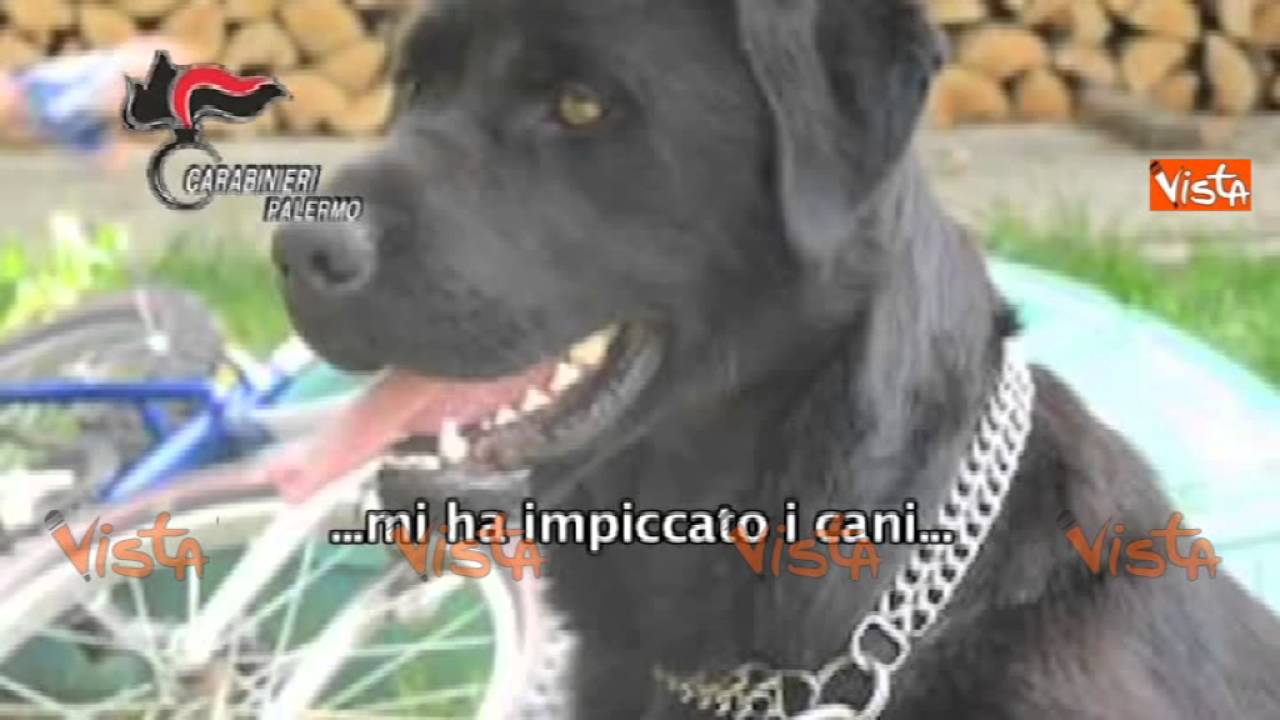 Maniaci indagato, le intercettazioni: l'episodio dei cani impiccati