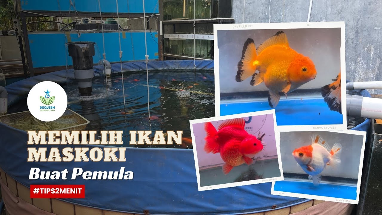 Cara/tips memilih ikan maskoki Oranda Goldfish buat pemula | Goldfish Ranchu,  Oranda,  Ryukin