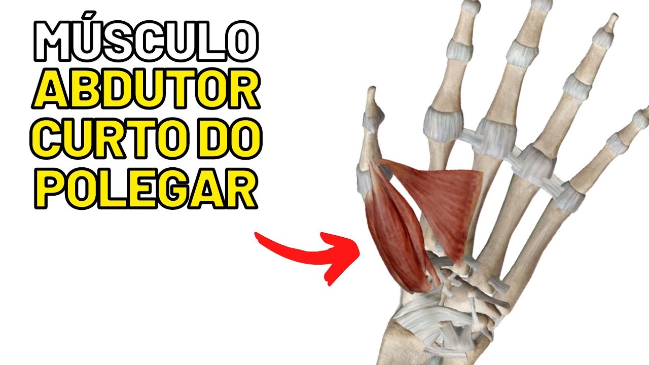 Músculo abdutor curto do polegar - MIOLOGIA DA MÃO! Anatomia humana.