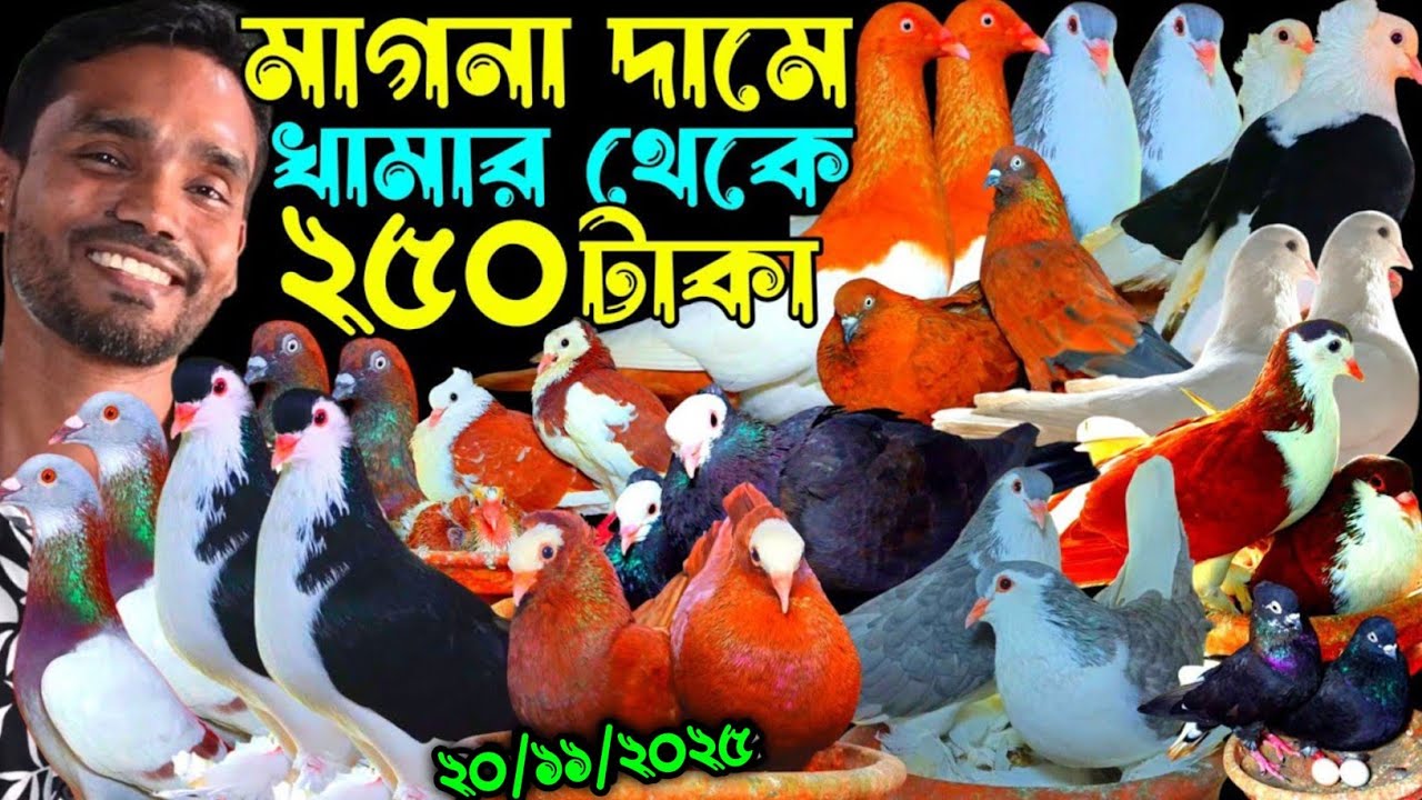 মাগনা দামে খামার থেকে ২৫০ টাকা জোড়া বাচ্চা সহ আকর্ষণীয় কবুতর সীমিত দামে বিক্রি খামার থেকে কবুতর