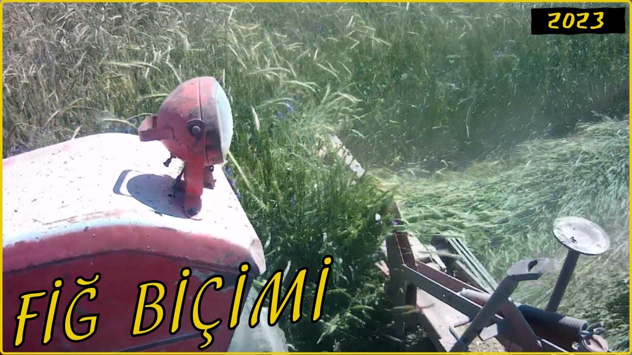 Fiğ Biçimi - (2023)