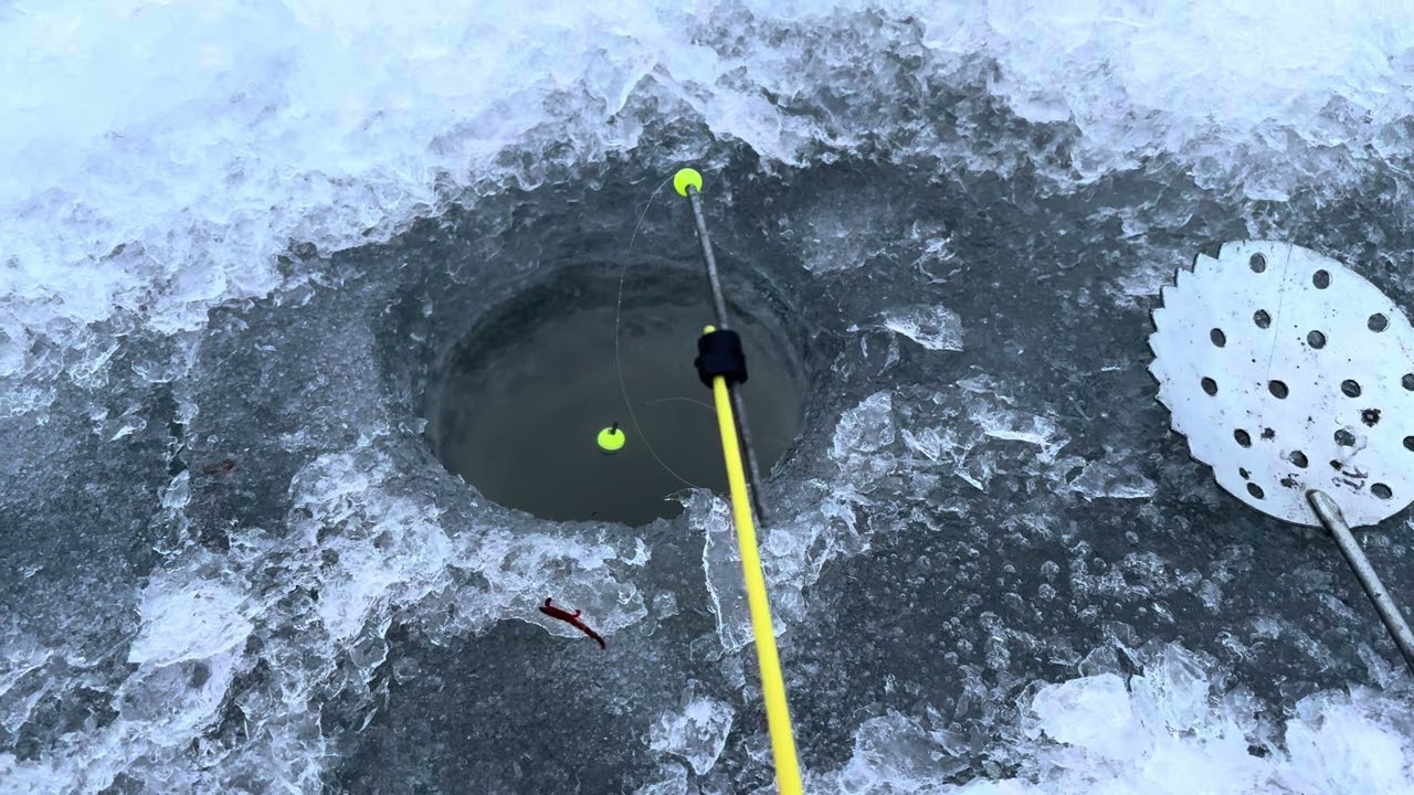 В пошуках карпа #спінінг #спінінг #carpfishing #ловляхариуса 