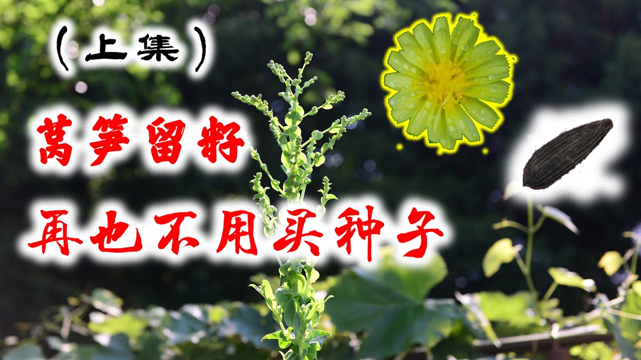 莴笋留籽，以后就再也不用买莴笋种子了（上集）