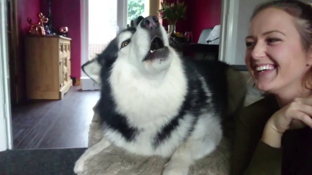 How To Make Your Dog Howl! Alaskan Malamute Wolves! (Sound Warning!!) #Howlception