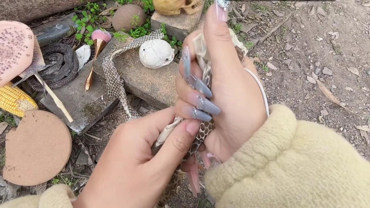 野生妹ASMR 玩蛇皮的小女孩