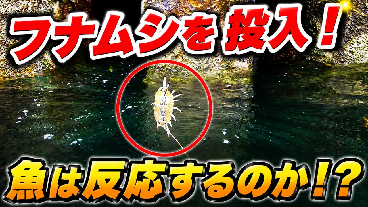 釣り針に「フナムシ」をつけて水中撮影をしてみた  No.278