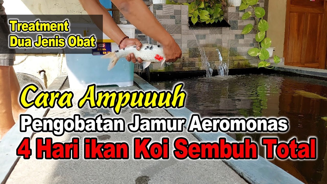 CARA AMPUH MENGOBATI IKAN KOI YANG TERKENA JAMUR AEROMONAS‼️