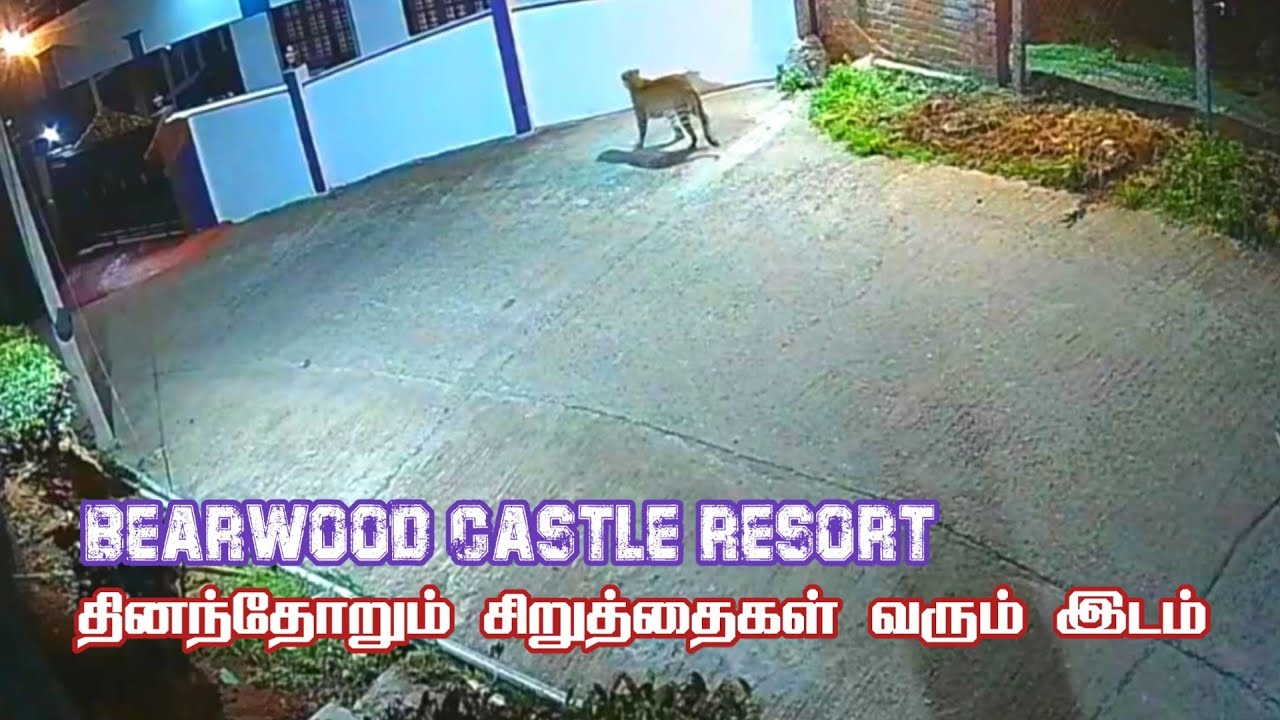 🔥🔥 🐆🐆 Shocking Leopard & Black Panther Roaming in Bearwood Castle Resort Kotagiri | Jolly Trip