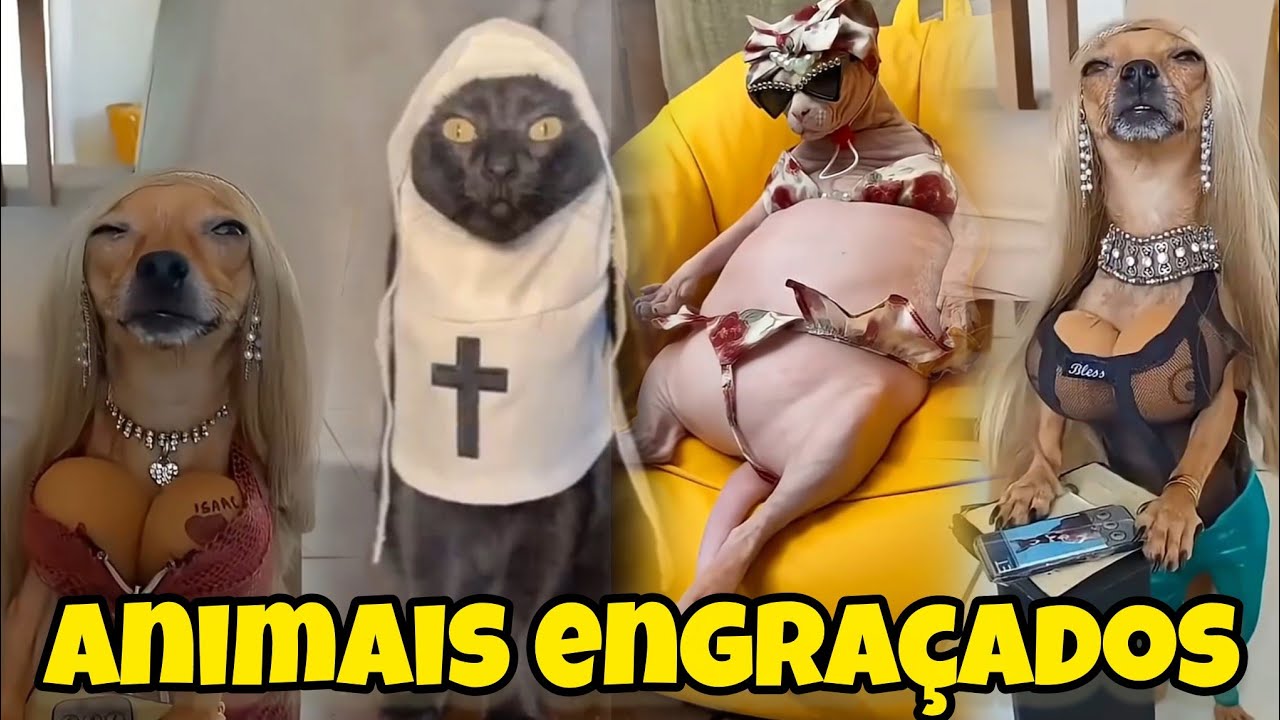 Animais engraçados tente não rir as melhores Narrativas animals Cleitinho fubá 