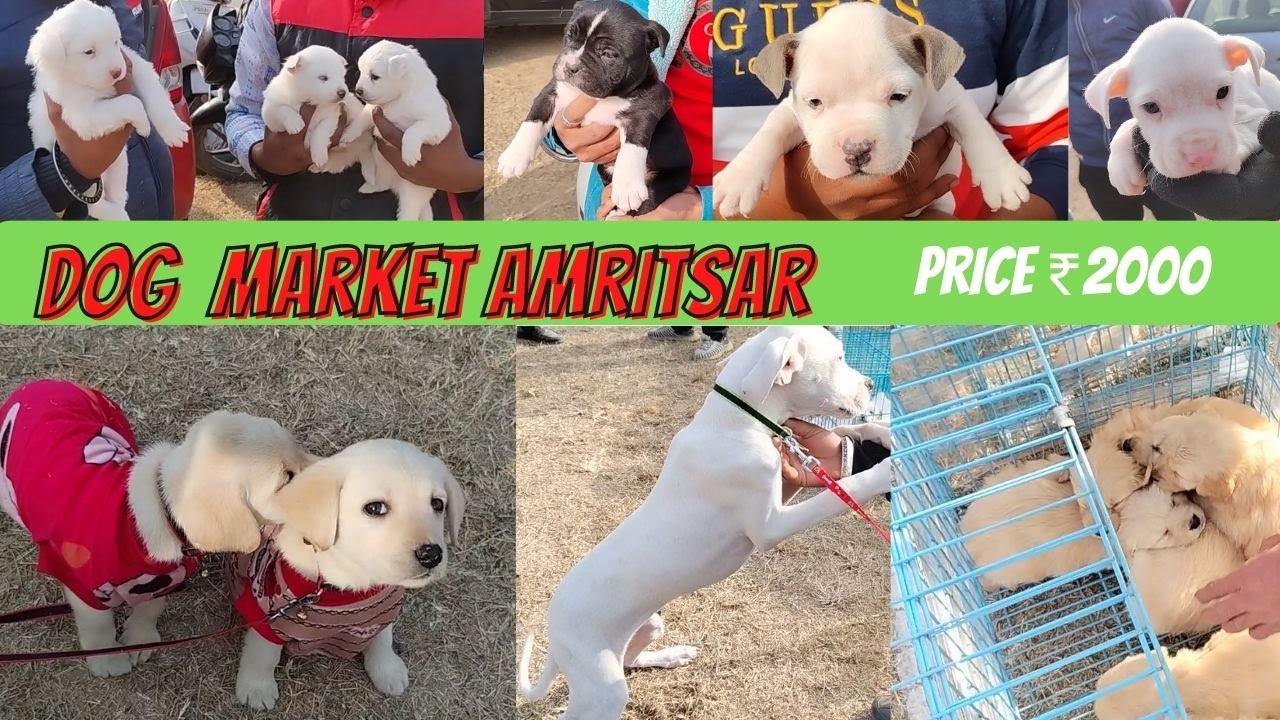 Wholesale Dog Market in Amritsar | Best dogs at cheapest rates