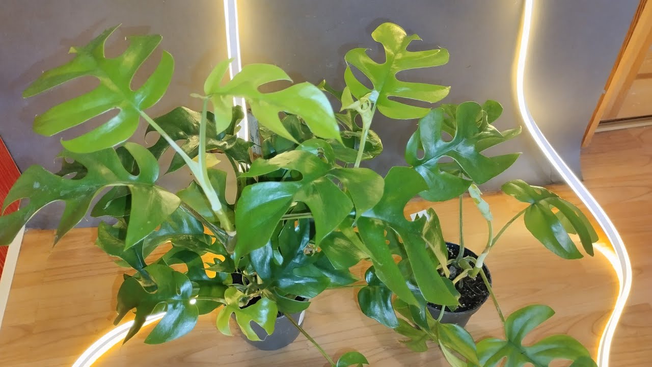 monstera Minima  little sister пересадка