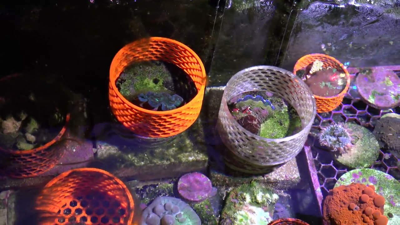 Waterbox Infinia Frag 175.6 | Avast K1 Kalk Strirrer (обновление роста и отмирания)