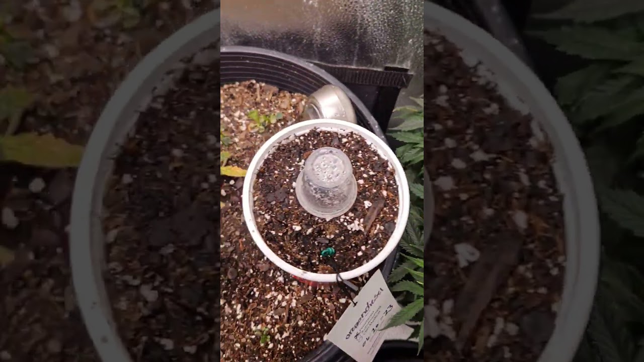 Growing different Strains in different stages in the same tent. Week 9