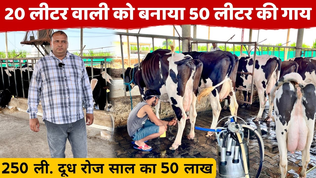 50 लाख साल का दूध 25 गाय से । ऐसा डेयरी फार्म नहीं देखा होगा | Model Dairy Farming In Haryana