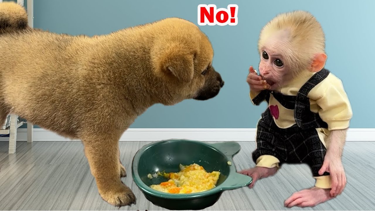 OMG!! What did the little monkey Xuka do to the dog Kun's food?