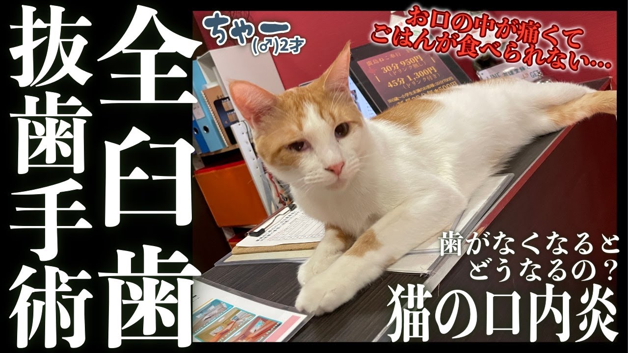 【お口が痛いよ…】保護猫を襲った口内炎、全臼歯抜歯手術をした保護猫ちゃー君のお話。【途中閲覧注意】