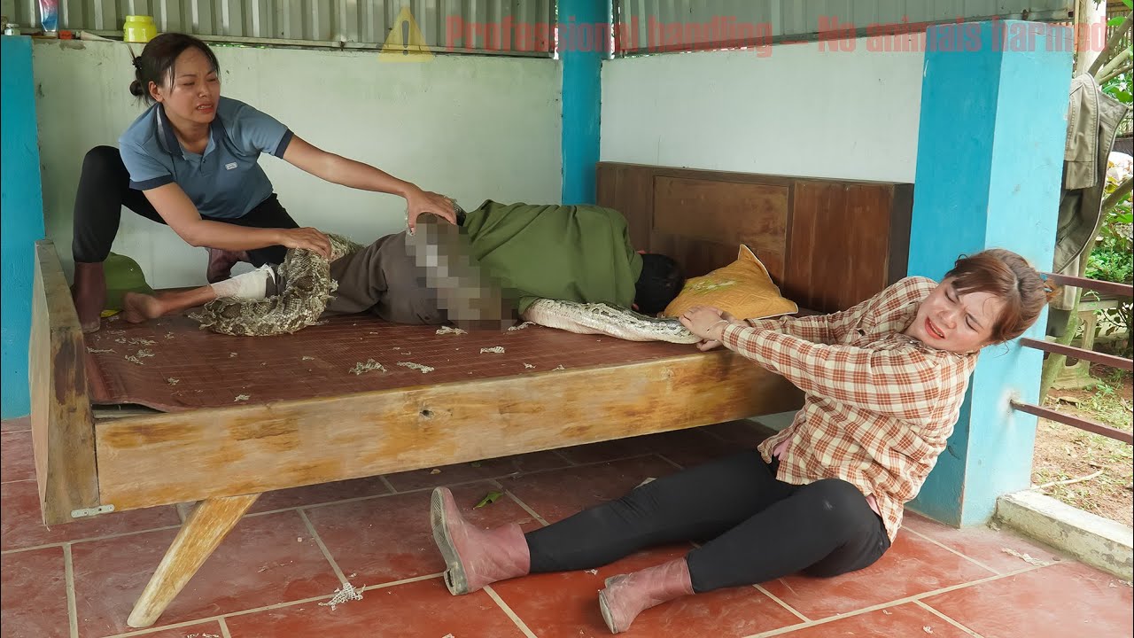 Time lapse: 72 hours as giant python approaches single father - daughter dramatically rescues him.