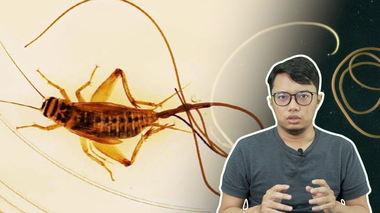 Haiwan Pun Boleh Jadi Zombi