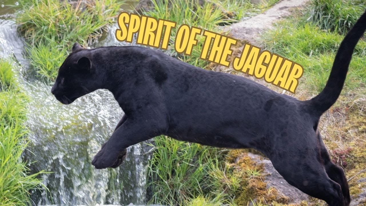 Tour of Spirit Of The Jaguar at Chester Zoo