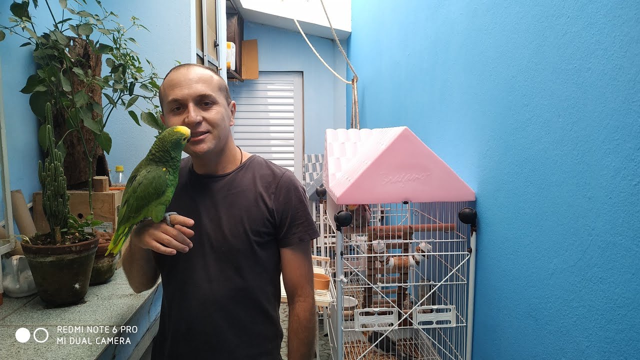 papagaio com o bico torto