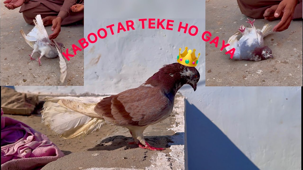 Kabootar Ka Gala kharab Ho Ya Nazla ho Ya Calcame Ki Kami 15 Din Mein Teke ￼ Treatment ￼