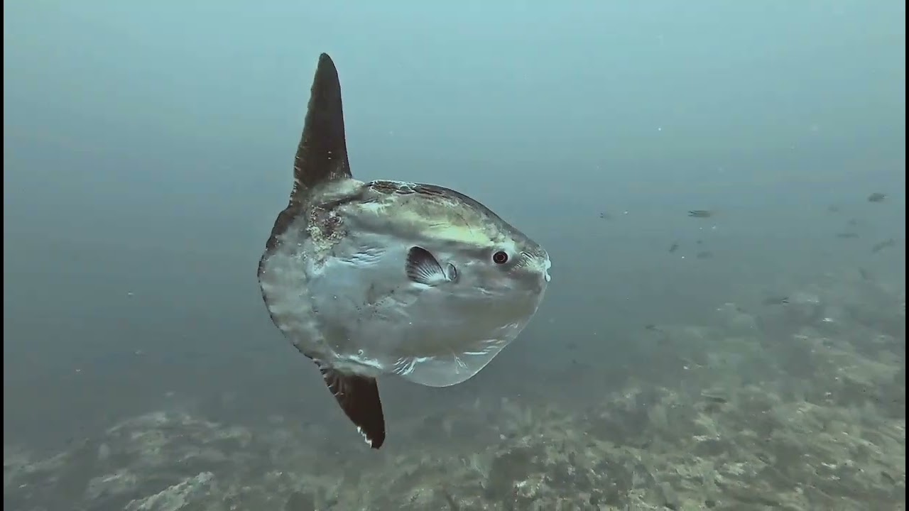 El Gran Bajo de Dentro, Cabo de Palos, Noviembre de 2025