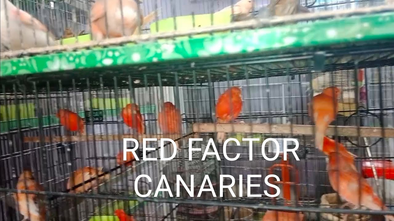 Red factor canaries Quetta 