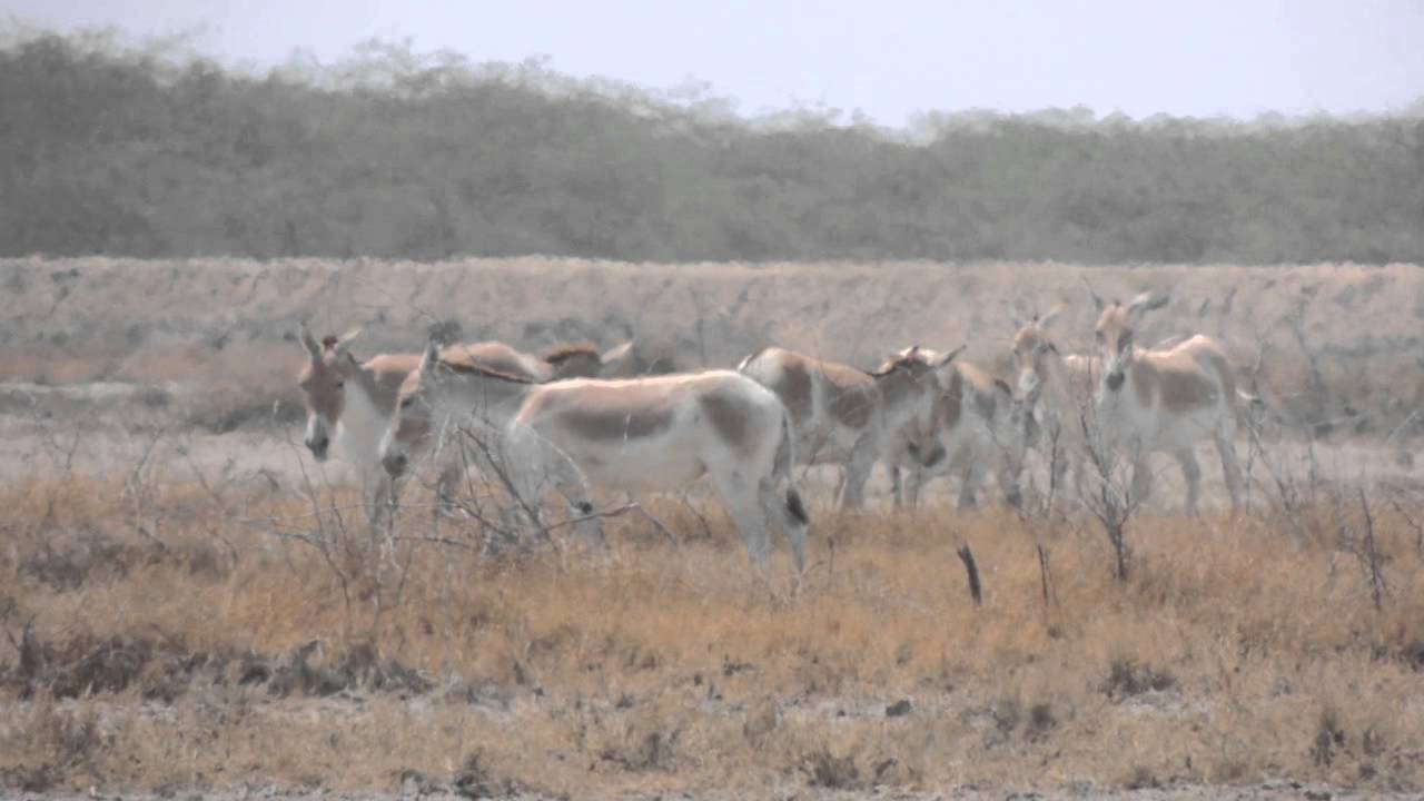 Residents of Kutch