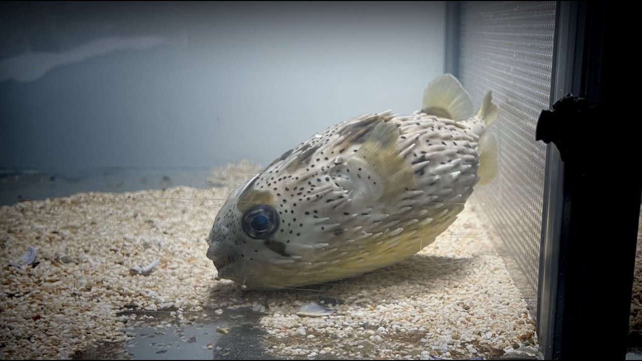 砂浜に転がって弱っていたハリセンボンを持ち帰って飼育してみた【マリンアクアリウム】