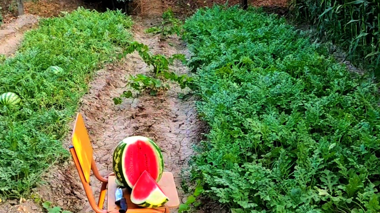 Growing watermelon at home (full video) / Uy sharoitida tarvuz yetishtirish
