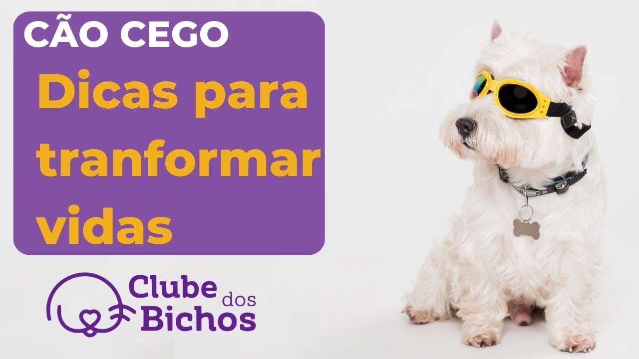 ✅  Qualidade de vida do CACHORRO CEGO. [ Dicas de ADAPTAÇÃO ]