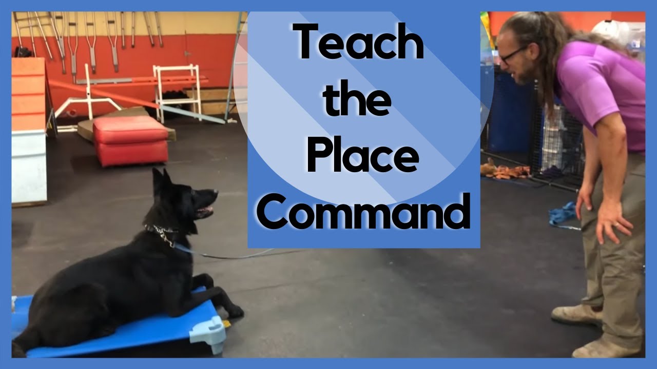 DIY Do it yourself Place command - 2019 Step by Step from food to remote collar