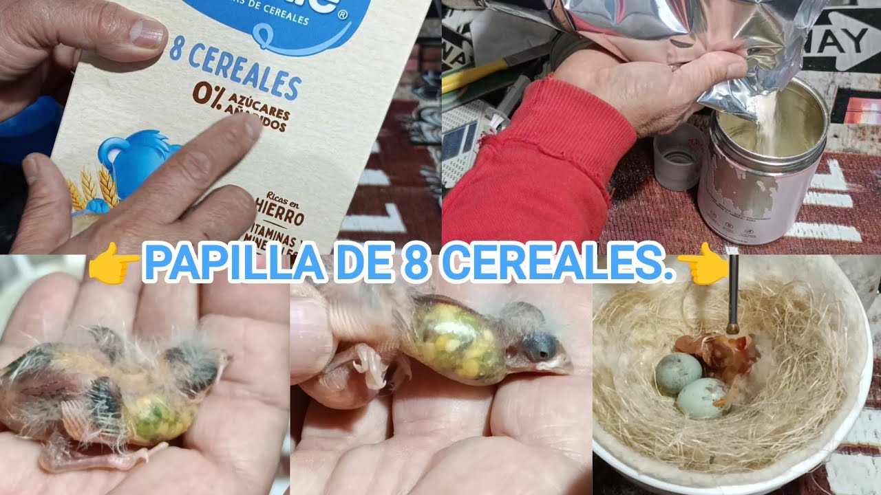 👉PRIMEROS ANILLADOS 2026.👈