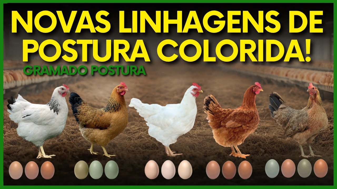 O Futuro do Ovo Caipira Está Nos Ovos Coloridos!