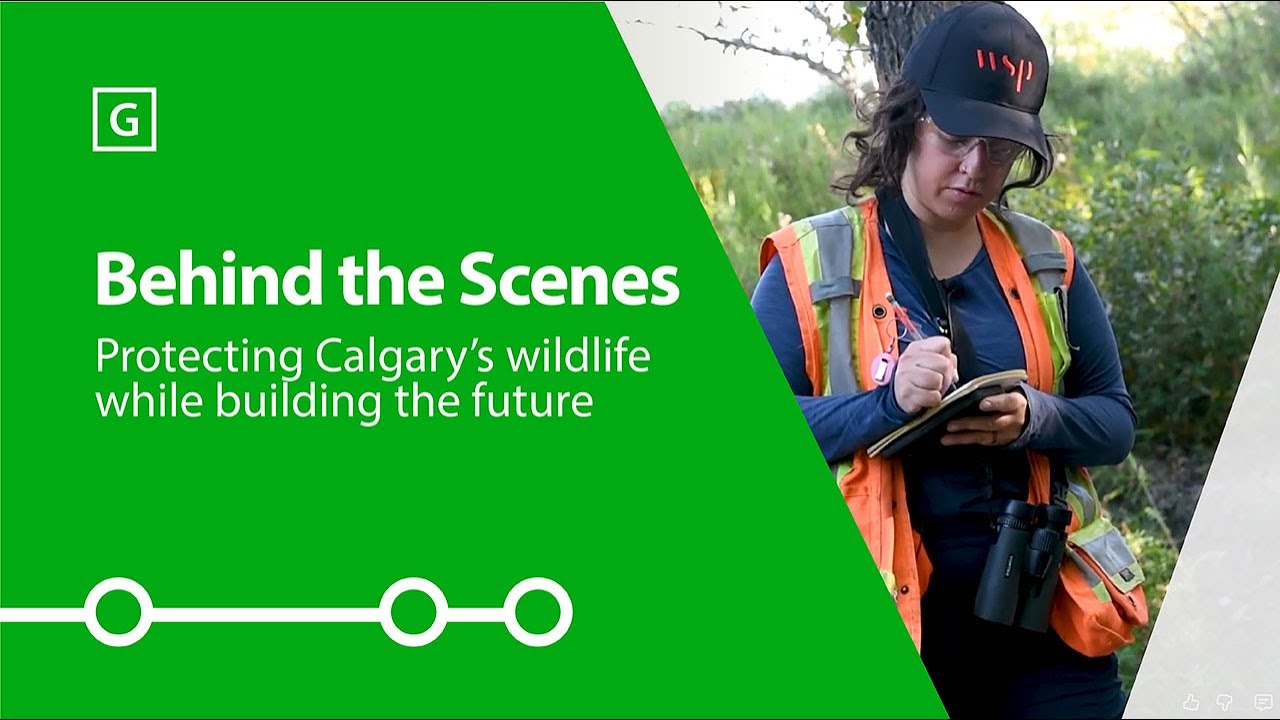 Behind the Scenes: Protecting Calgary’s wildlife while building the future