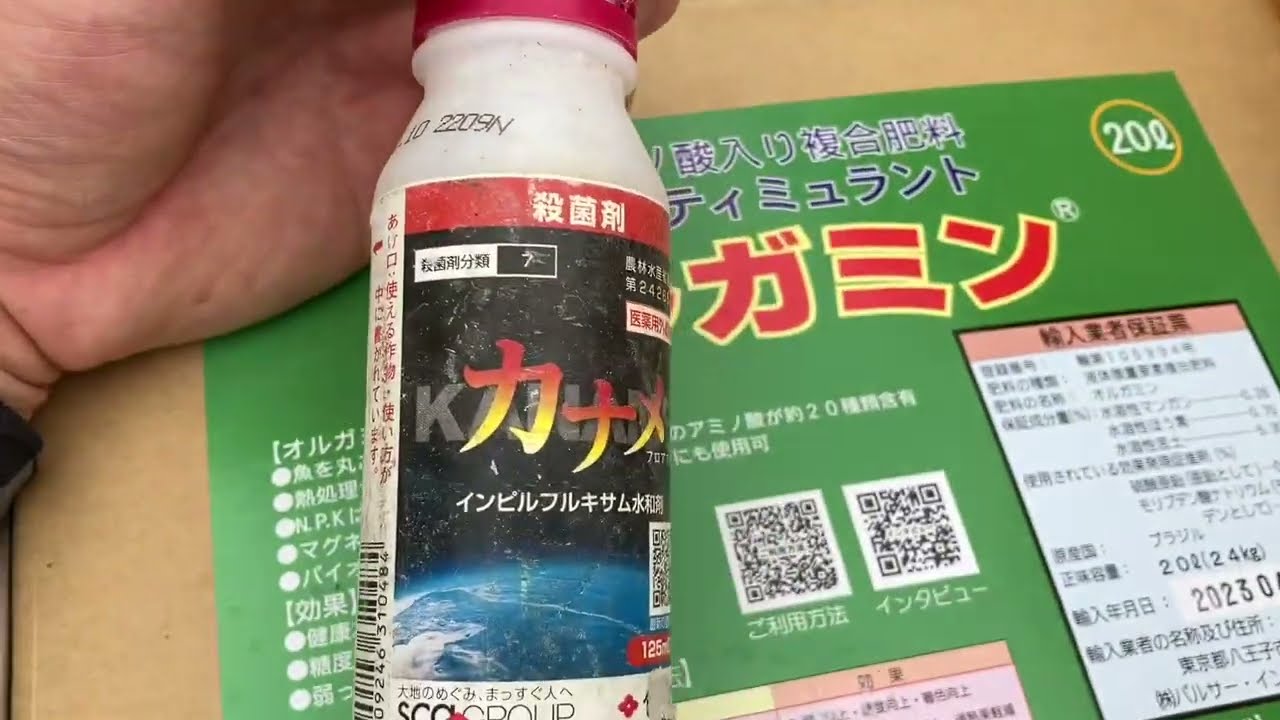 ぶどうのこくとう病対策。シャインマスカット　今年は多いみたい