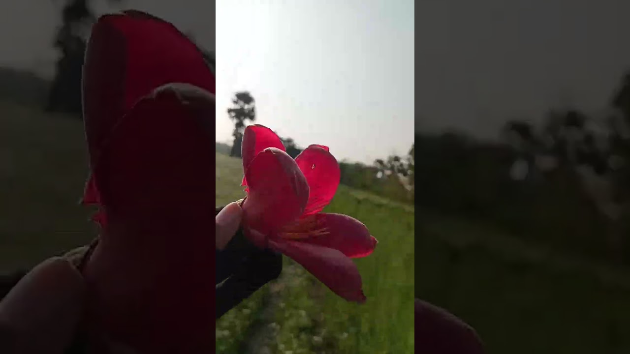 Village view subhanallah 💚💛