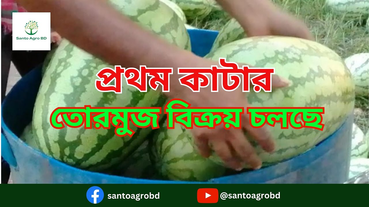 তরমুজের পাইকারি বাজার ২০২৩ | বর্ষাকালীন তোরমুজ বিক্রয় হচ্ছে  |  Watermelon Price 2023 |Tormuj Cash