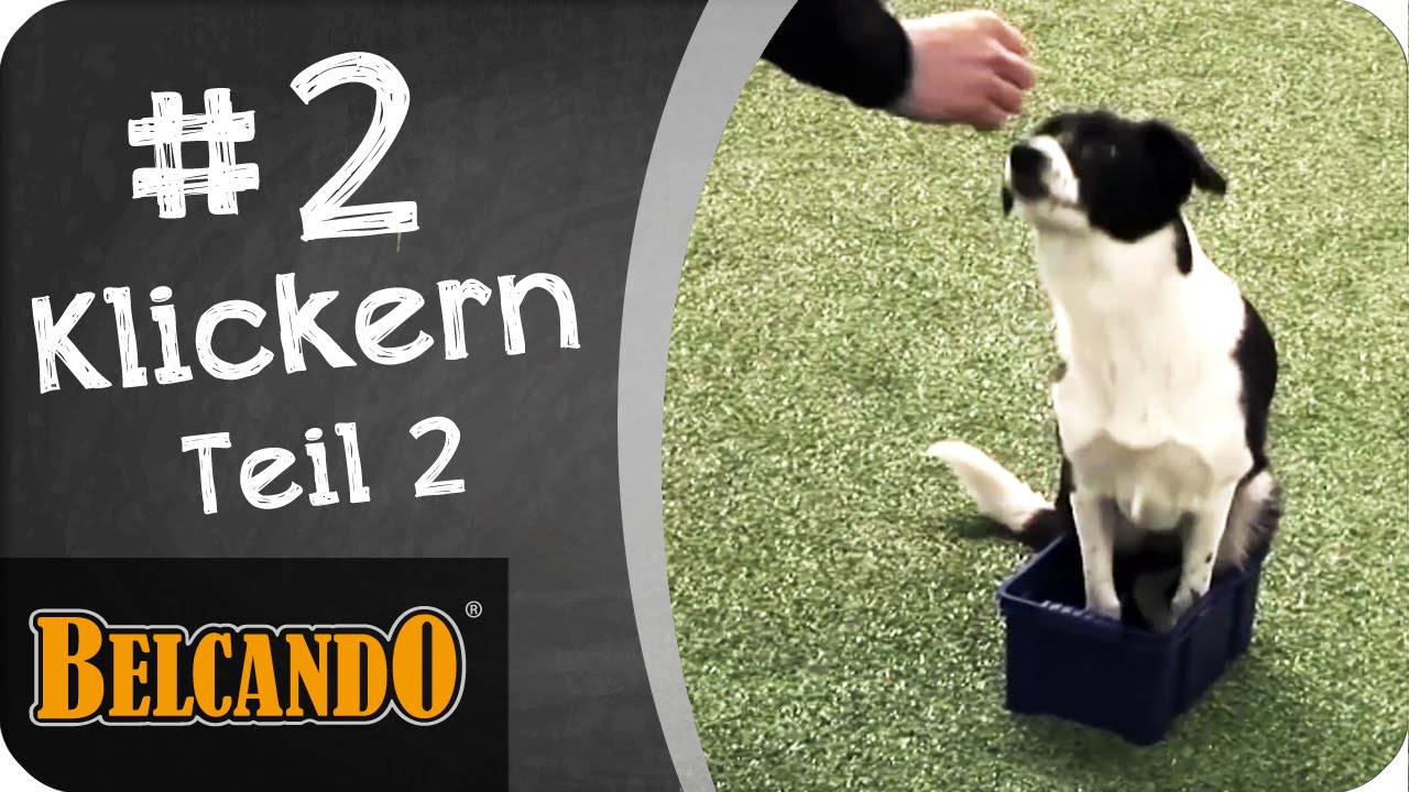 BELCANDO | Agility - Vom Junghund zum Sporthund #2 Klickern 2