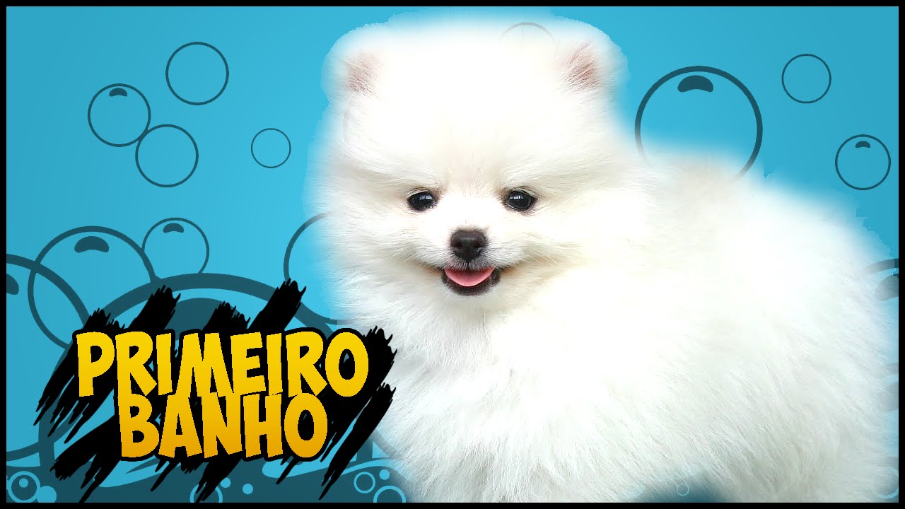 Primeiro banho do Poro!