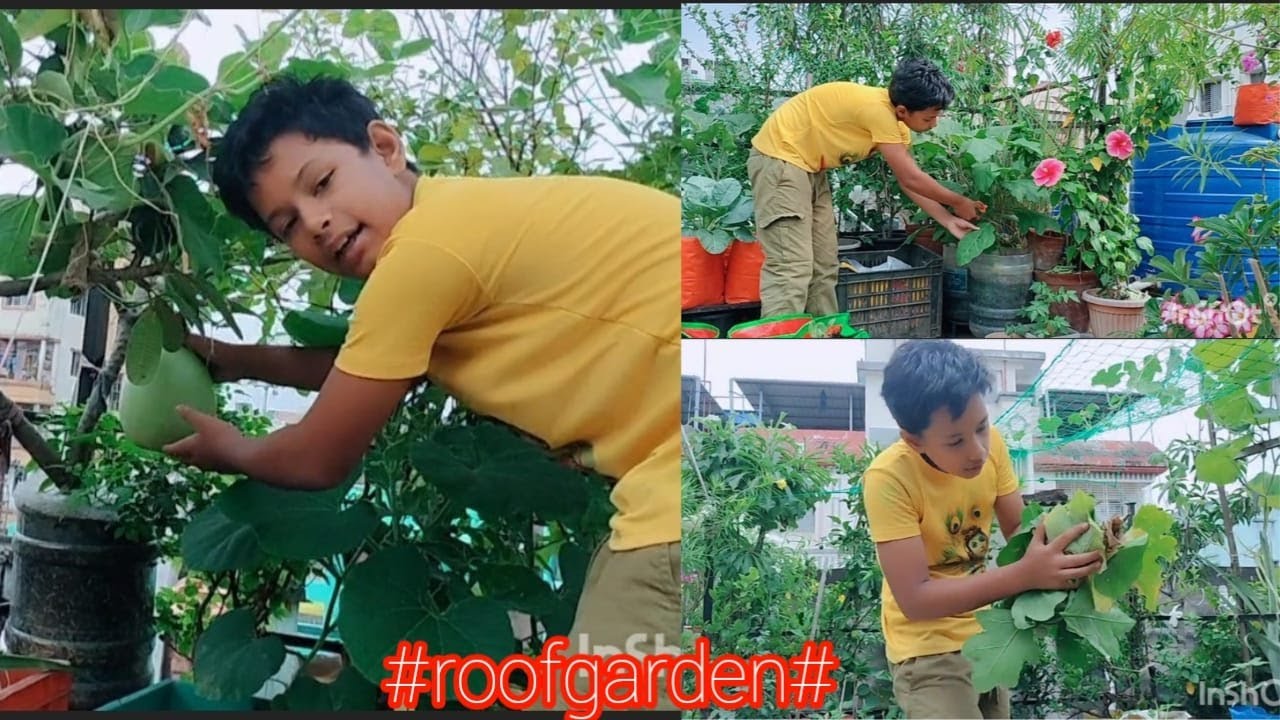 ছাদবাগানে এ বছরের প্রথম লাউ, বেগুন গাছের পাতা কেটে বোগেন বিলিয়ার কাটাই চাটাই ♥♥