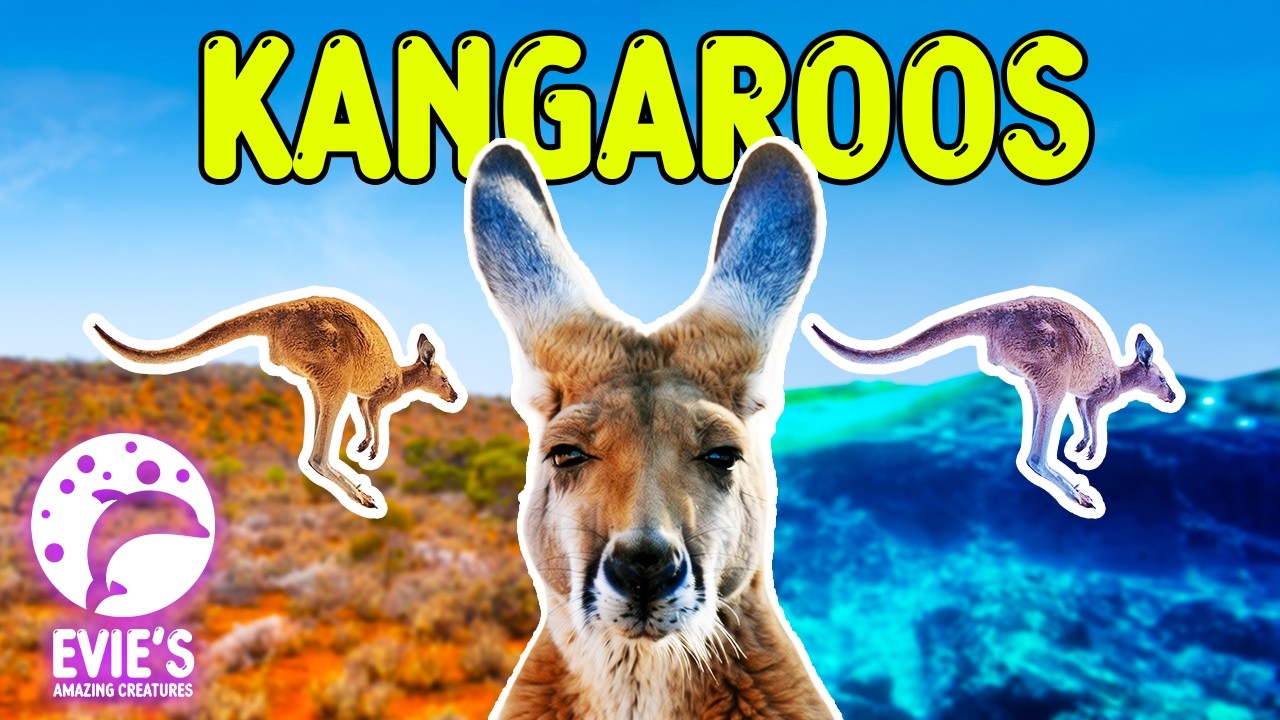 Кенгуру умеют плавать! 🦘🌊 | Факты о кенгуру для детей
