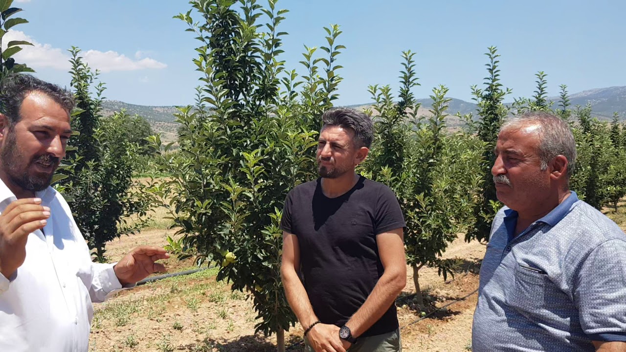 Elma Ağacında 2 kat gelişim 100 de 100 Gübre Farkıyla