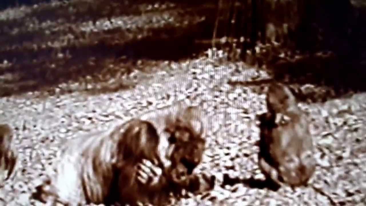 Willie B playing with his kids Kidogo & Olympia - November 1999 Zoo Atlanta
