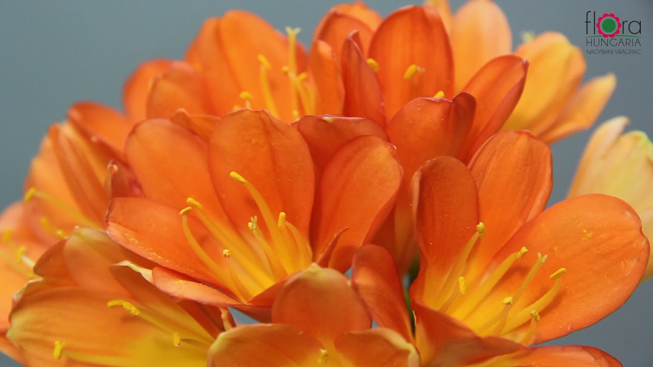 Klívia – Clivia