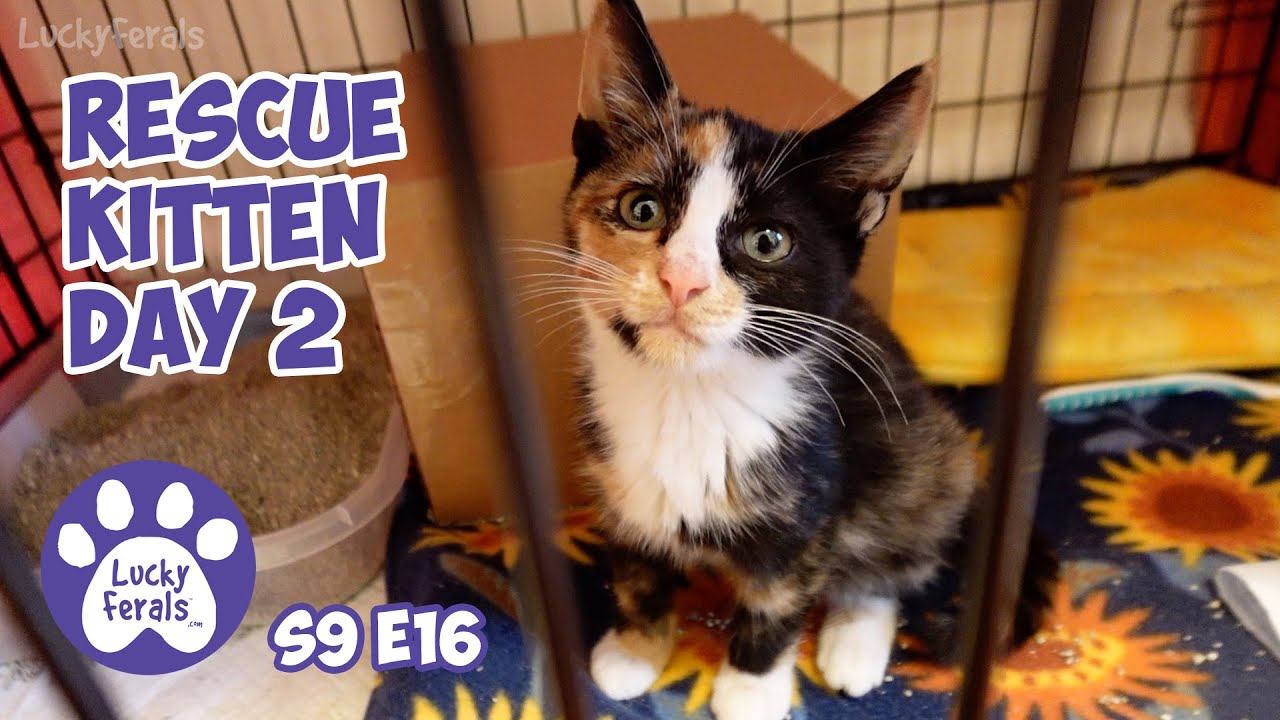 Rescue Kitten Day 2, Out Of The Crate, Time To Play - Lucky Ferals Cat Family Vlog S9 E16